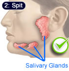 salivary glands